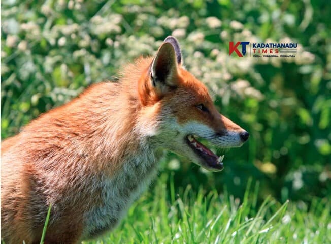 stary foxes in Vatakara